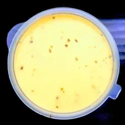 Dish Image