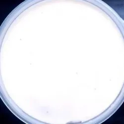 Dish Image
