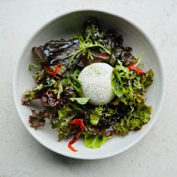 Dish Image